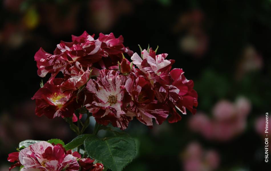 ©SUNFLOR – Primavera